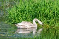 Young swan looking for food in the coastal grass Royalty Free Stock Photo