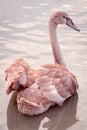 Young swan