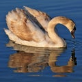 Young swan reflected in the water of Lake Balaton Royalty Free Stock Photo