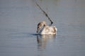 Young swan searching on lake closeup view with selective focus on foreground Royalty Free Stock Photo