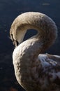 Young swan Royalty Free Stock Photo