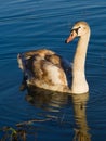 Young swan swimming on a calm lake Royalty Free Stock Photo