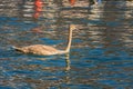 Young swan swimming in the lake Royalty Free Stock Photo