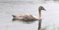 Young swan swimming in a lake Royalty Free Stock Photo