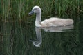 A young swan swims and eats a bit