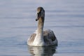 A young swan swims in the lake Royalty Free Stock Photo