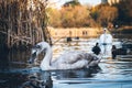 A young swan swims on a pond, lake, river, in search of food, dipping his beak into the water.