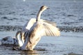 Young swan Royalty Free Stock Photo