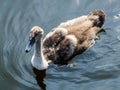 Swan chick on water.