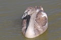 Young swanlig Royalty Free Stock Photo