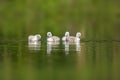 Young swan chicks swimming on a lake