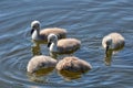 Young swans with dive