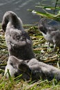 Young swans at nesting site Royalty Free Stock Photo