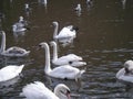 Young Swans and parents on lake Royalty Free Stock Photo