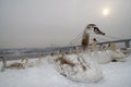 Young swans are resting on the snow by the river Royalty Free Stock Photo