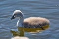 Young swans Royalty Free Stock Photo