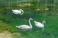 Young swans swim in a pond in Vrelo Park in Bosnia and Sarajevo. Bosnia and Herzegovina