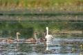 Young swans swim after their mother Royalty Free Stock Photo