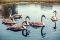 Young swans swimming in a pond
