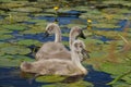 Young swans swimming on the pond. Royalty Free Stock Photo