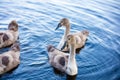Young swans swimming in a pond Royalty Free Stock Photo