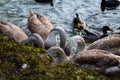 Young swans with their heads under water Royalty Free Stock Photo