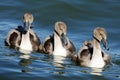 Young swans on river