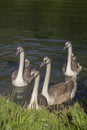 Young Swans Royalty Free Stock Photo