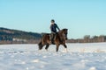 Young Swedish woman riding her Icelandic horse in a snow covered field Royalty Free Stock Photo