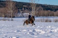 Young Swedish woman riding her Icelandic horse in a snow covered field Royalty Free Stock Photo