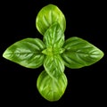 Young Sweet Basil Leaves From Above Royalty Free Stock Photo