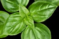 Young Sweet Basil Leaves Closeup