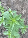 young sweet basil plant in the garden Royalty Free Stock Photo