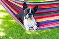 Young sweet boston terrier relaxing