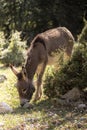 A young sweet donkey calf face. Miniature domestic donkey foal in field. Portrait of cute donkey