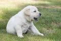 Young sweet labrador puppy