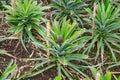 Young sweet pineapple growing on a farm in the greenhouse on the Azores.