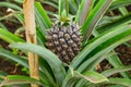 Young sweet pineapple growing on a farm in the greenhouse on the Azores. Royalty Free Stock Photo