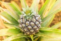 Young sweet pineapple growing on a farm in the greenhouse on the Azores. Royalty Free Stock Photo