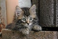 A young sweet pretty Norwegian kitten Royalty Free Stock Photo