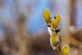 The young swelled willow buds with domestic fly Royalty Free Stock Photo