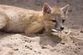 Young swift fox