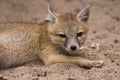 Young Swift Fox Looking