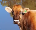 Young Swiss Brown Dairy Cow