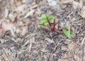 Young Swiss chard plant damaged by huge caterpillar worm at raised bed garden near Dallas, Texas, USA