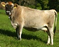 Young Swiss Cow Royalty Free Stock Photo