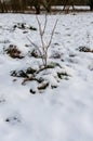 Sycamores and honeysuckle in the garden are covered with pine branches Royalty Free Stock Photo