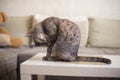 Young tabby cat cleans itself while sitting on a table against the background of the sofa Royalty Free Stock Photo