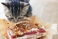 Young tabby cat eats salted pork belly