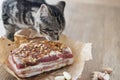 Young tabby cat eats salted pork belly